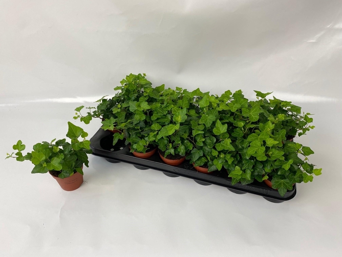 <h4>HED HE WONDER</h4>