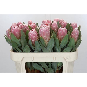 PROTEA PENNY PINK#*
