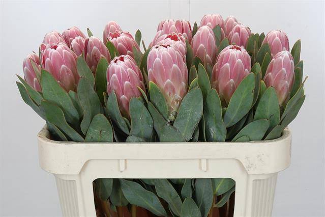 PROTEA PENNY PINK#*