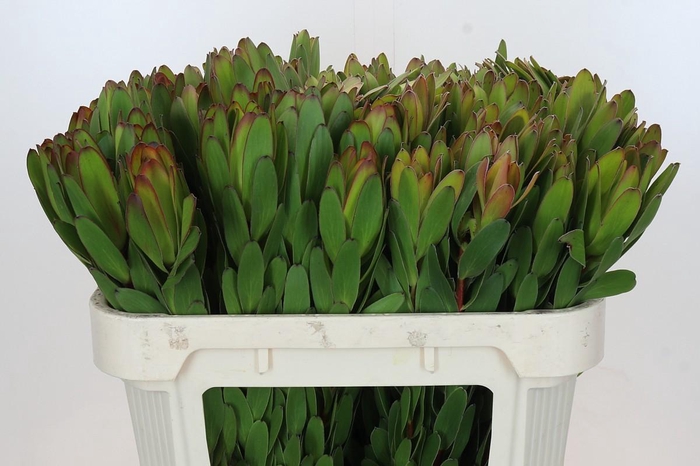 Leucadendron Goldstrike