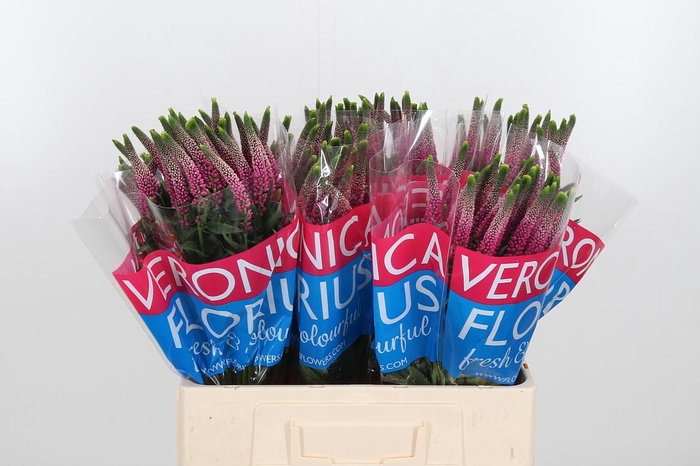 <h4>Veron Smart Artist</h4>