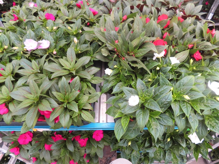 <h4>IMPAT NG MIXK 4 KL</h4>