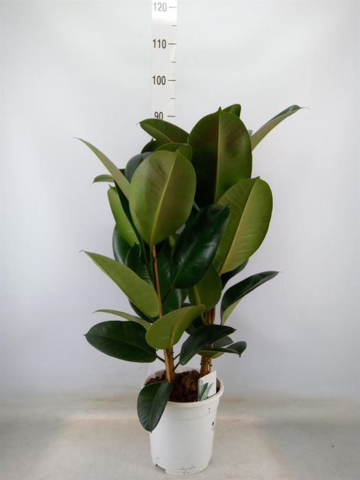 <h4>Ficus   ...</h4>