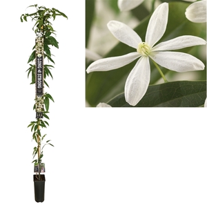 Clematis armandii +Long & strong label