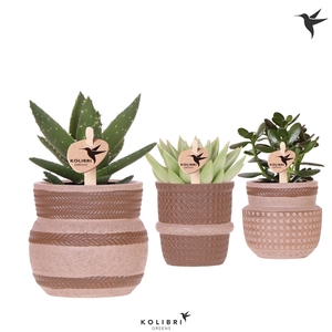 Kolibri Greens Succulenten mix in Ethnic pot sand mix