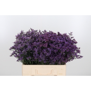 Lim Piuma Dark Blue
