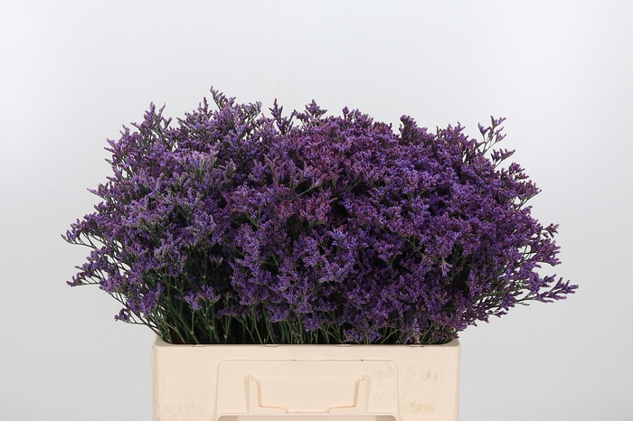 <h4>Lim Piuma Dark Blue</h4>