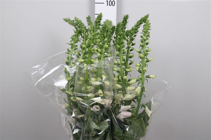 <h4>Digi Camelot Lavend</h4>