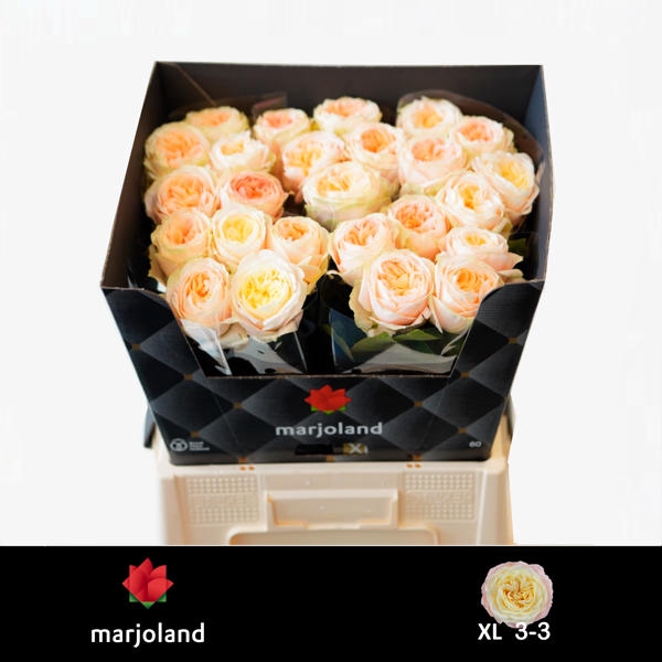 <h4>R Gr Priscilla XL Marjoland</h4>