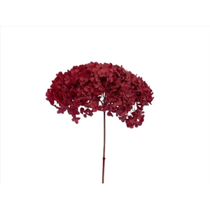 Hydrangea L.Pink AC09934
