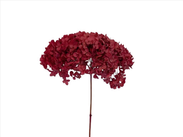 <h4>Hydrangea L.Pink AC09934</h4>