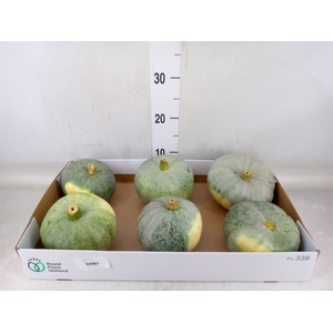 Cucurbita pepo 'Jarrahdale'