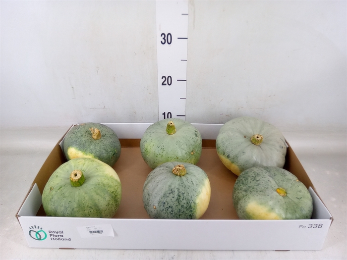 <h4>Cucurbita pepo 'Jarrahdale'</h4>