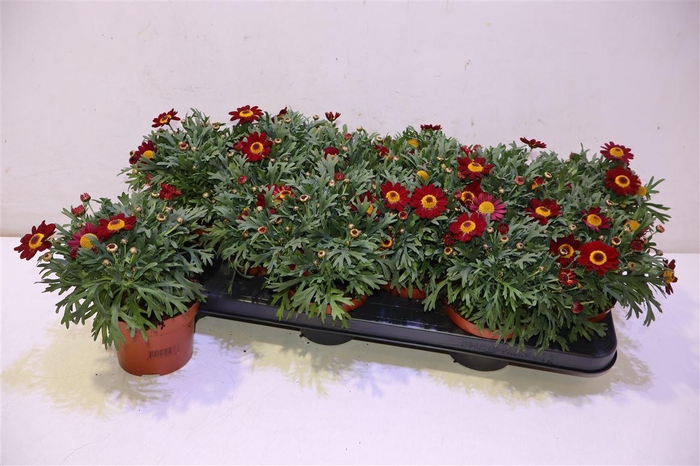 <h4>Arg Perc Red</h4>