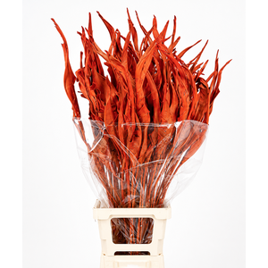 Strelitzia Leaves Dried Painted Orange
