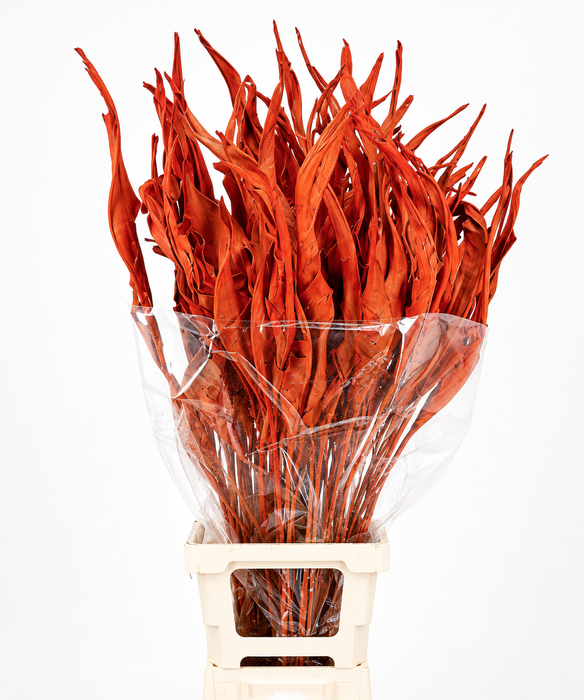 <h4>Strelitzia Leaves Dried Painted Orange</h4>