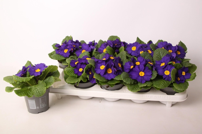 <h4>Primula ac. 'Cairo Blue'</h4>