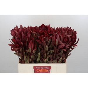 Leucadendron Jester