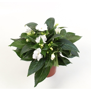 Impatiens New Guinea Grp Snow (White)