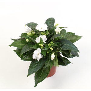 Impatiens New Guinea Grp Snow (White)