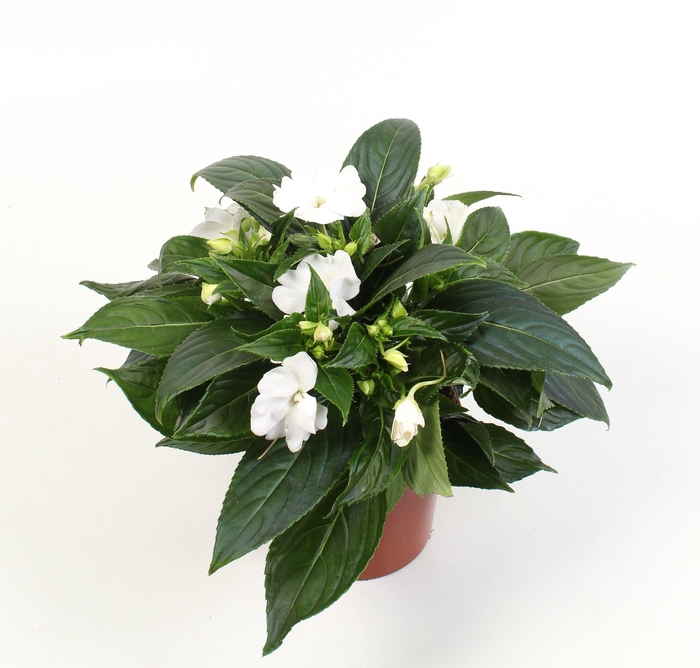 <h4>Impatiens New Guinea Grp Snow (White)</h4>