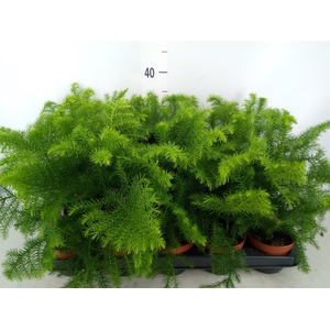 Araucaria heterophylla
