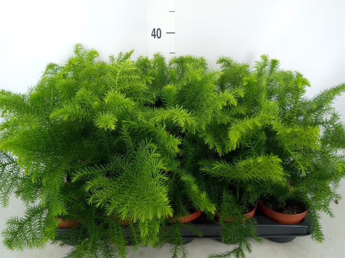 <h4>Araucaria heterophylla</h4>