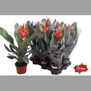 AECH PE ELEGANT FLAM