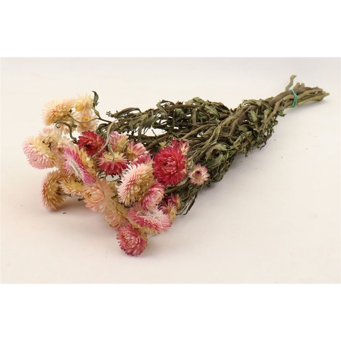 <h4>Bunch Helichrysum Slv 100g L50</h4>