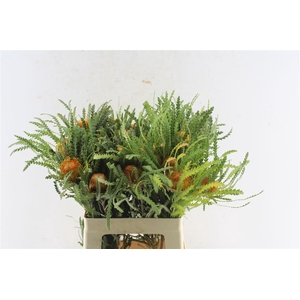 Banksia Dryandra