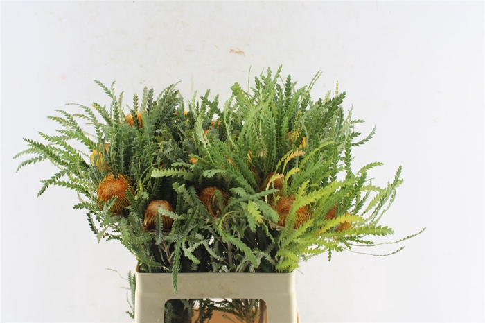 <h4>Banksia Dryandra</h4>