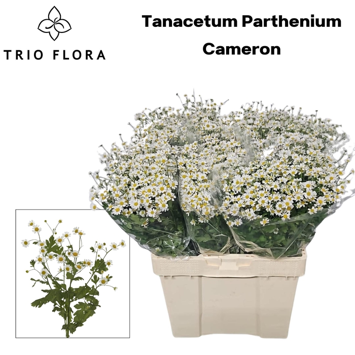 <h4>TANA PA CAMERON 544</h4>