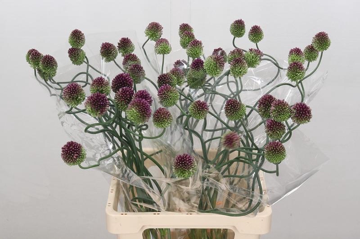 <h4>Allium Dancing Tancho My Japan</h4>