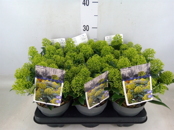 <h4>Skimmia jap. 'White Dwarf'</h4>