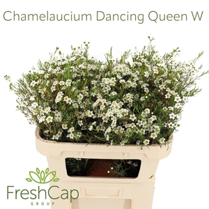 Chamelaucium Dancing Queen White