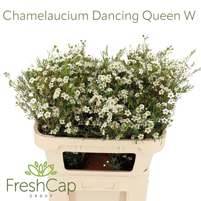 <h4>Chamelaucium Dancing Queen White</h4>