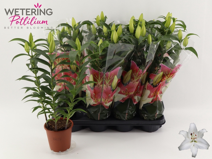 <h4>LIL OR SUN BAHAMAS</h4>