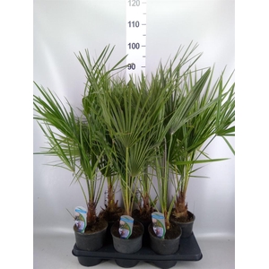 Chamaerops humilis