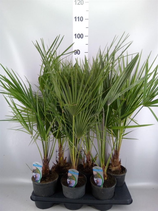 <h4>Chamaerops humilis</h4>