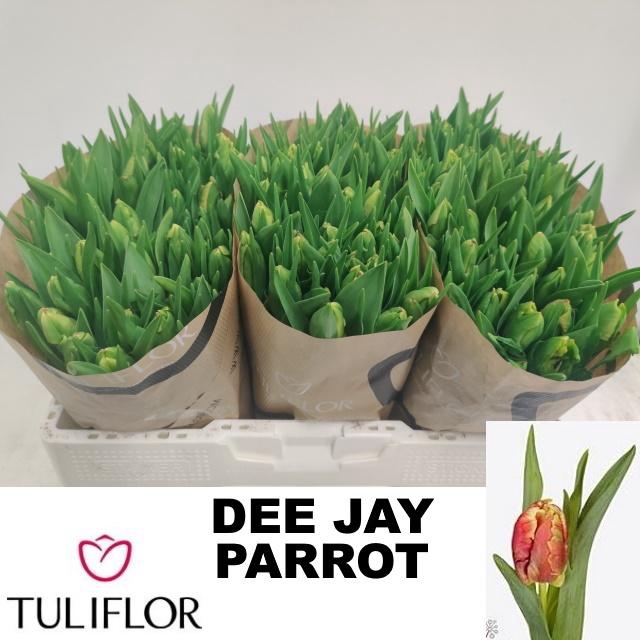 <h4>TU PA DEE JAY PARROT</h4>