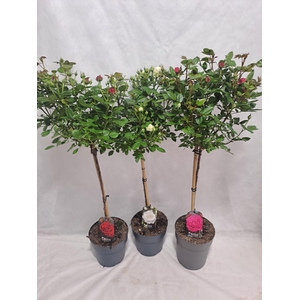 Roos op stam grootbloemig P23 65cm mix