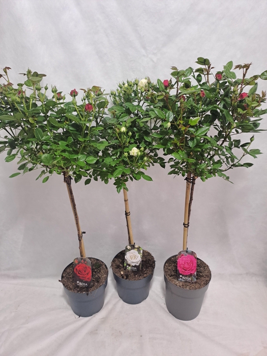 <h4>Roos op stam grootbloemig P23 65cm mix</h4>