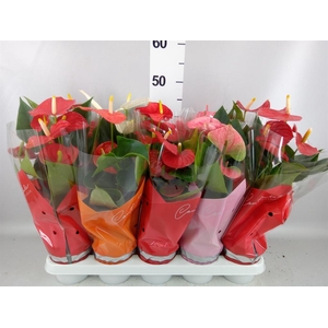 Anthurium   ...mix 4