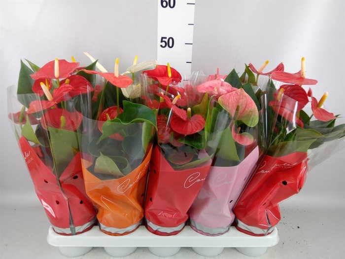 <h4>Anthurium   ...mix 4</h4>