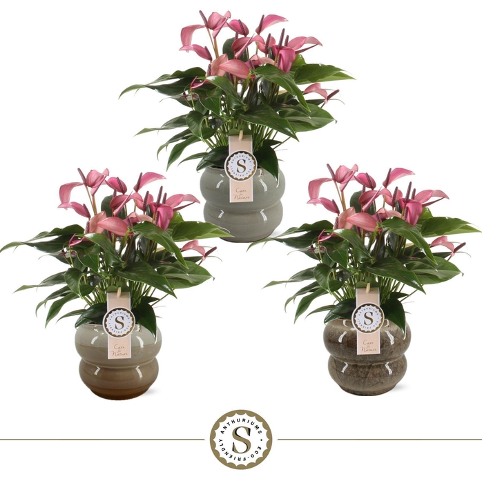 <h4>Bocelli Keramiek Zizou 14cm</h4>