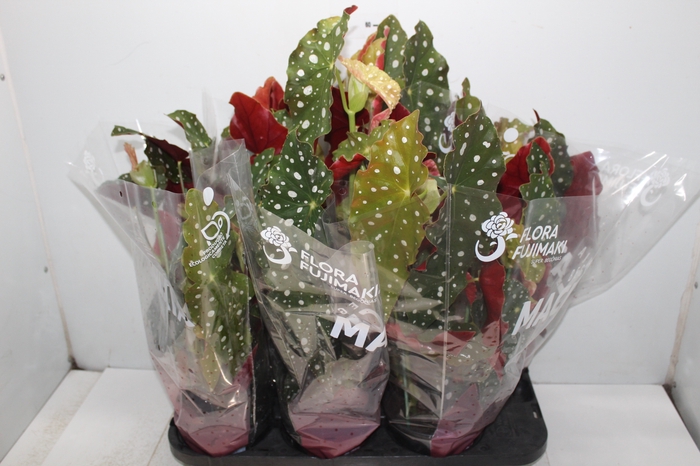 <h4>BEGONIA MACULATA P15 PO</h4>