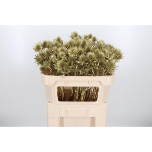 Eryn Supernova Kl Bh Goud