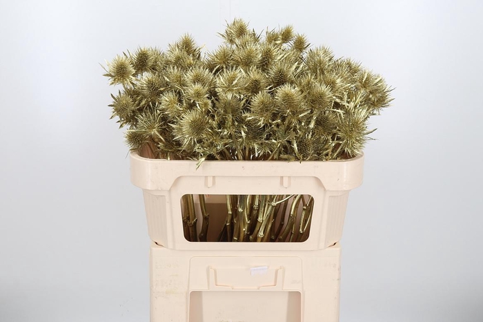 <h4>Eryn Supernova Kl Bh Goud</h4>