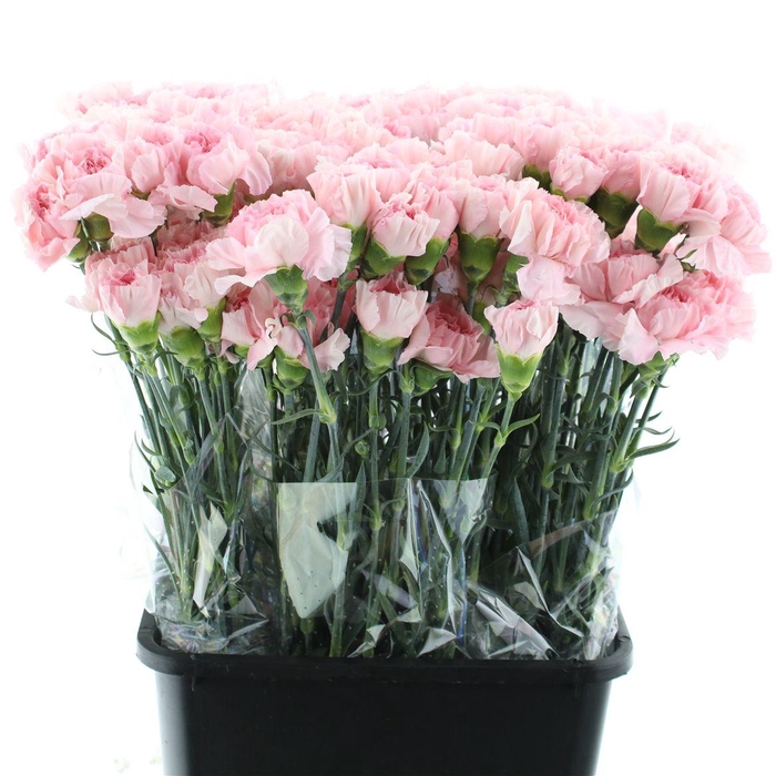 <h4>Di St Happy Hours</h4>