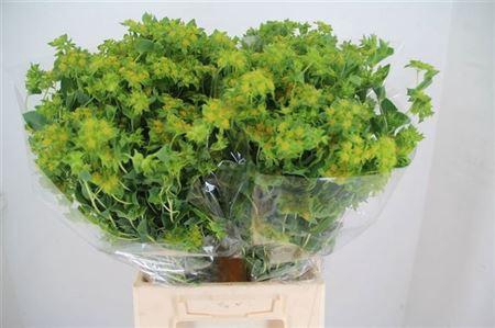 <h4>Bupleurum Rotundifolium</h4>